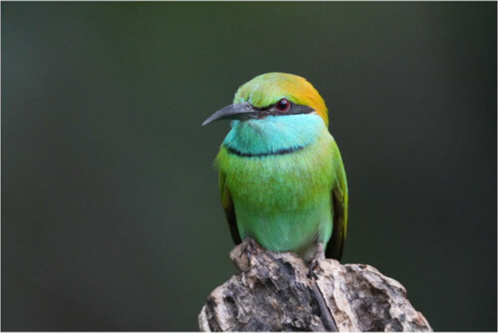 Sony a6700 Mirrorless Camera with 16-50mm f/3.5-5.6 II Lens