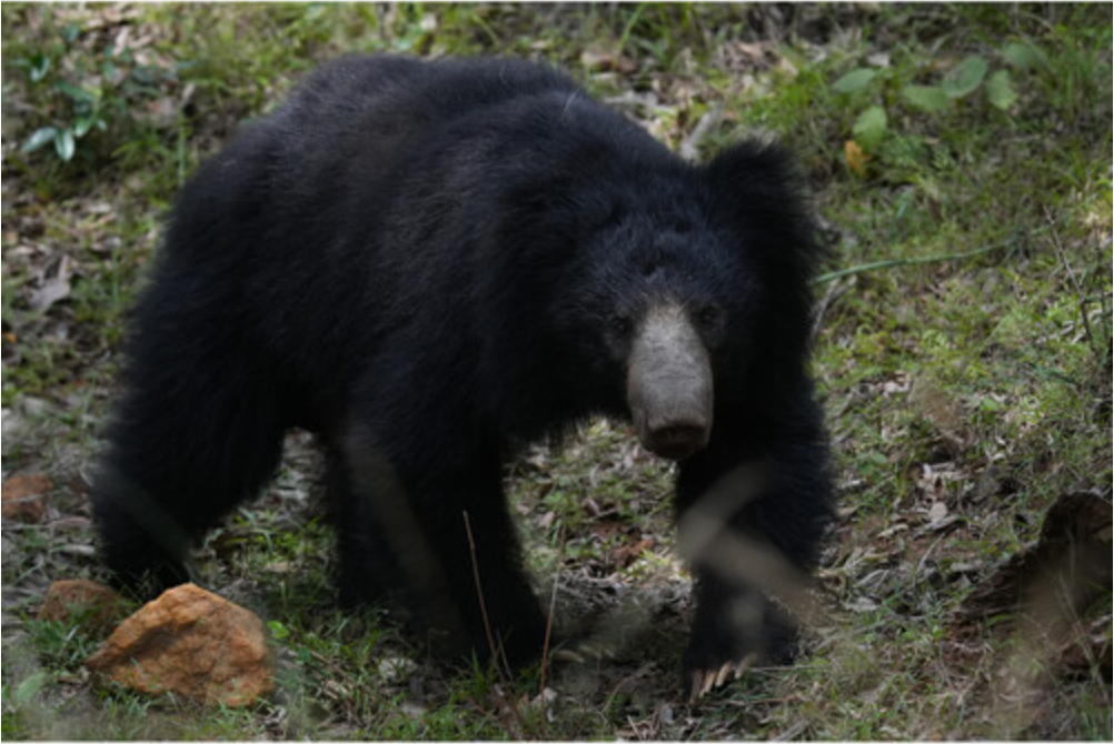 Sony a6700 Mirrorless Camera with 16-50mm f/3.5-5.6 II Lens