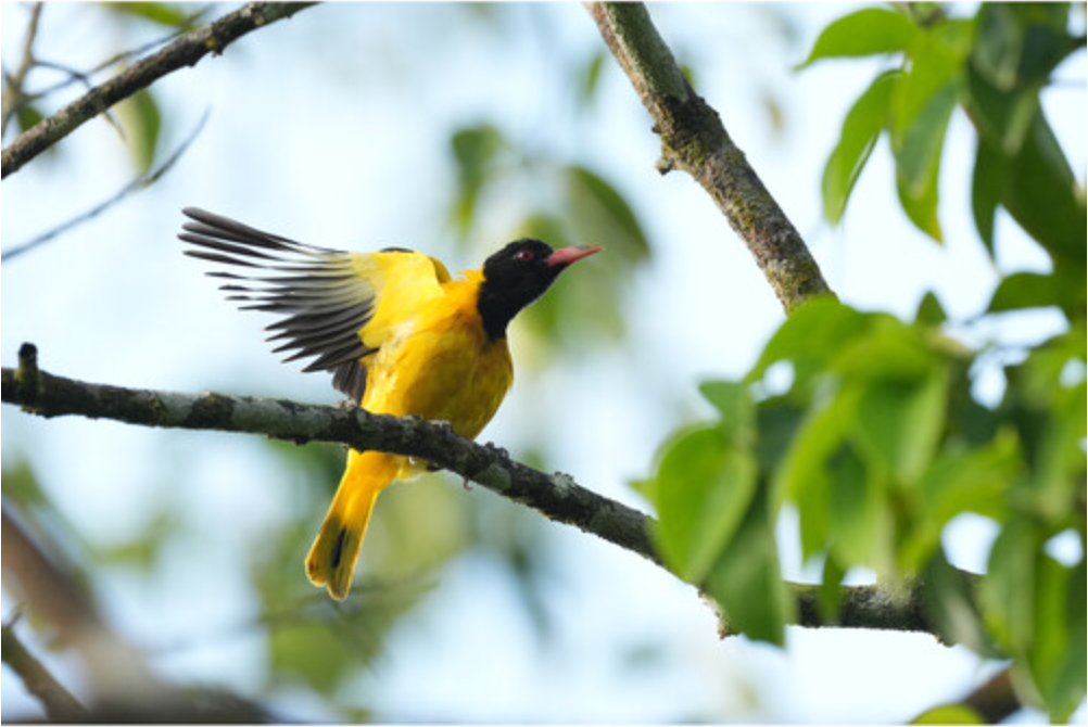 Sony a6700 Mirrorless Camera with 16-50mm f/3.5-5.6 II Lens