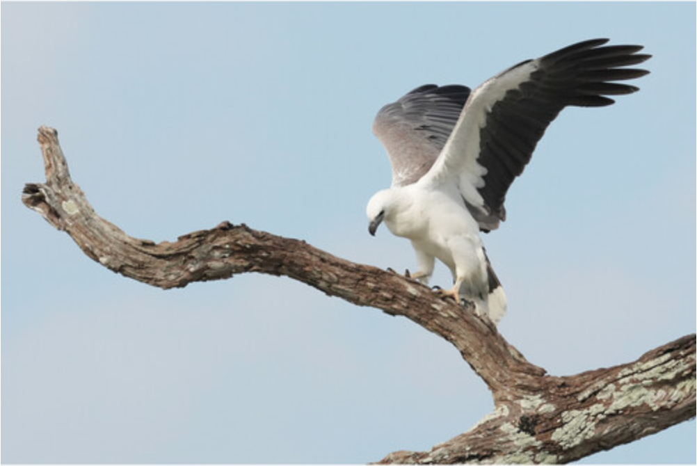 Sony a6700 Mirrorless Camera with 16-50mm f/3.5-5.6 II Lens