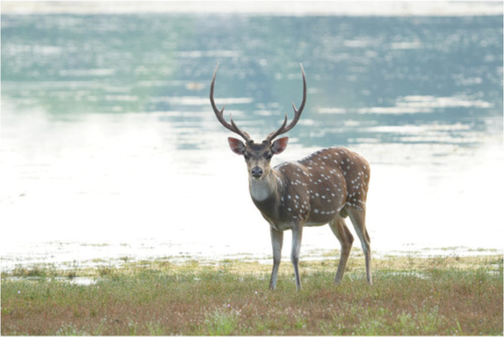 Sony a6700 Mirrorless Camera with 16-50mm f/3.5-5.6 II Lens