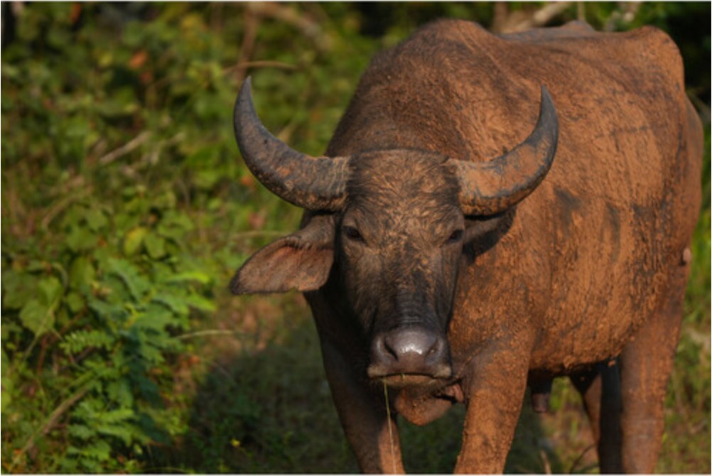 Sony a6700 Mirrorless Camera with 16-50mm f/3.5-5.6 II Lens