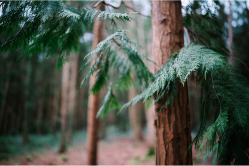 Sigma 35mm F1.2 DG II  Art for L Mount