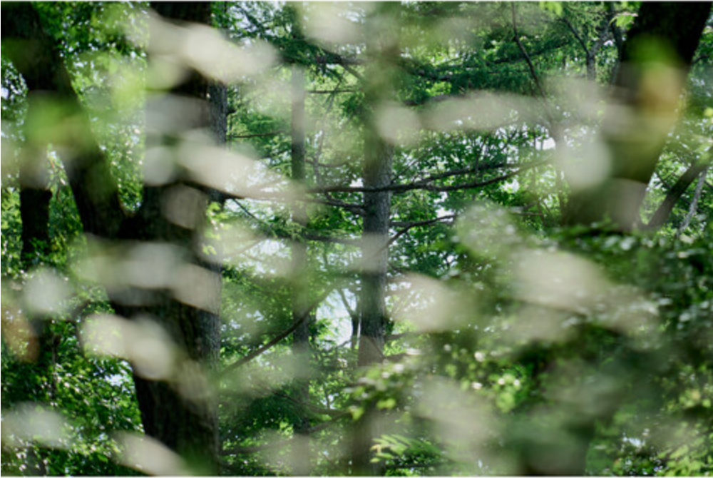 Sigma 20-200mm F3.5-6.3 DG Contemporary Lens for L Mount