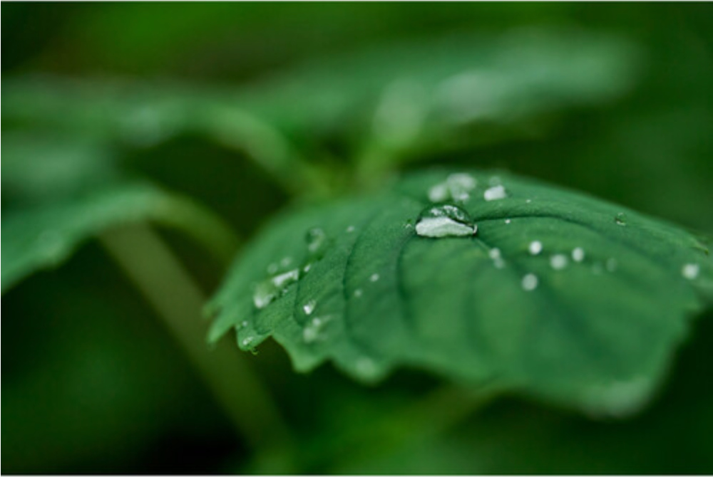 Sigma 20-200mm F3.5-6.3 DG Contemporary Lens for L Mount