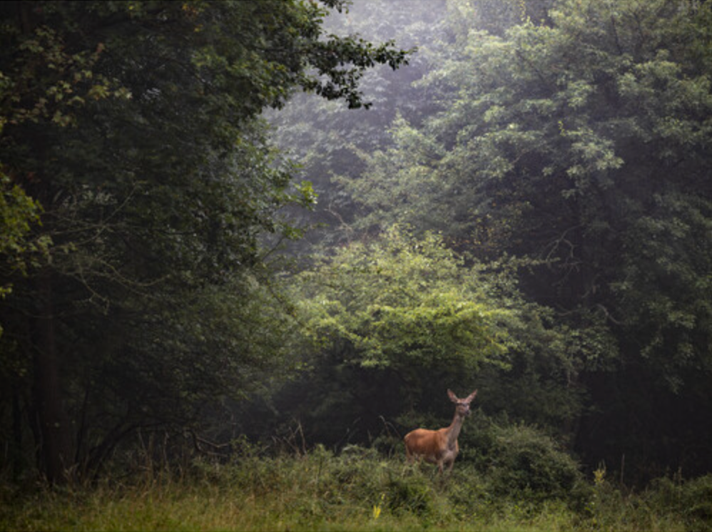 OM System M.Zuiko Digital ED 50-200mm F2.8 IS PRO Lens