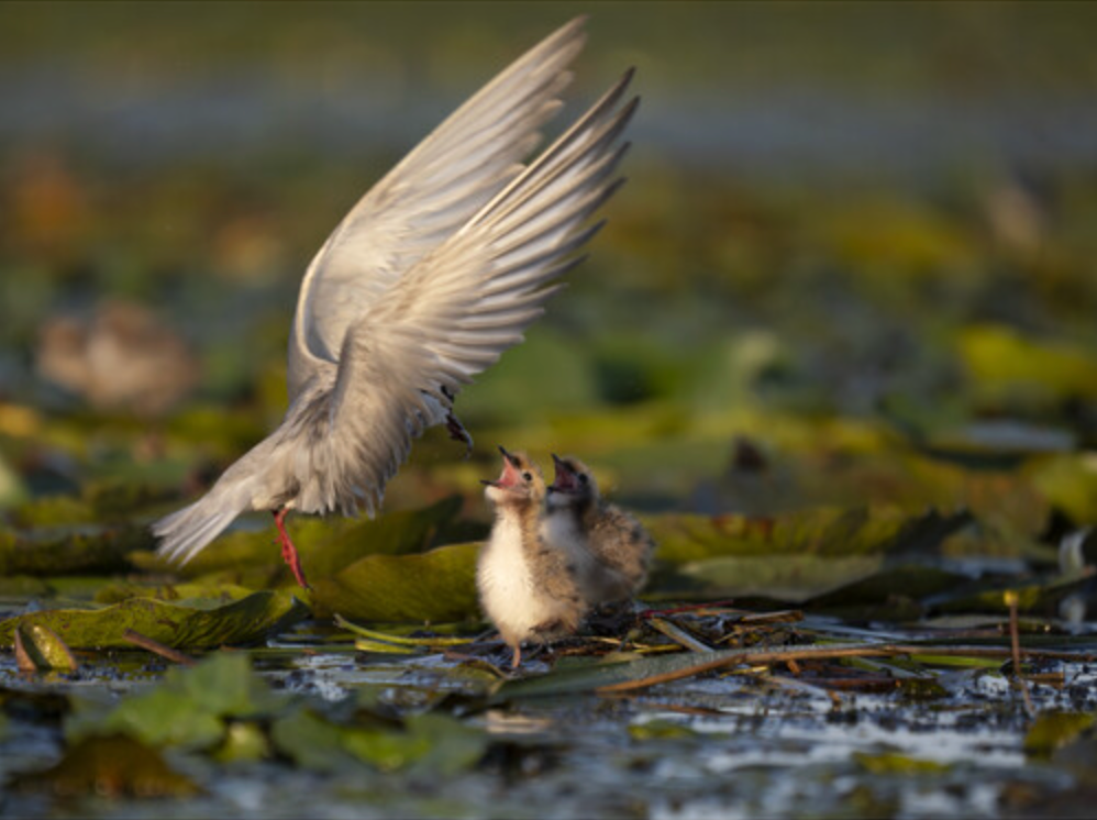 OM System M.Zuiko Digital ED 50-200mm F2.8 IS PRO Lens