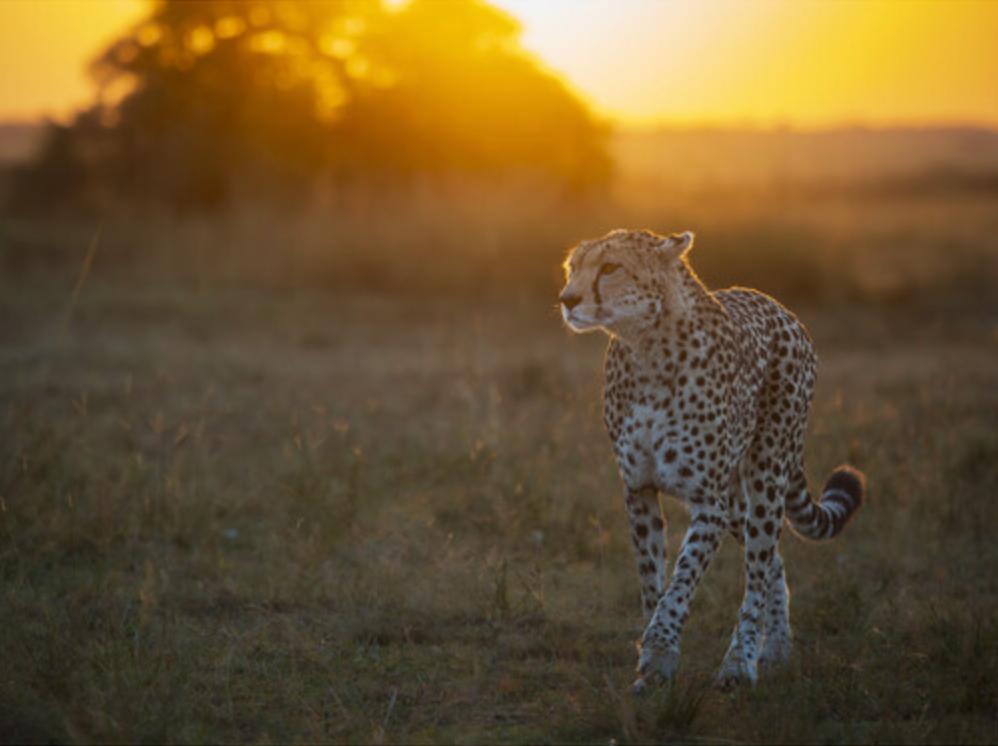 OM System M.Zuiko Digital ED 50-200mm F2.8 IS PRO Lens