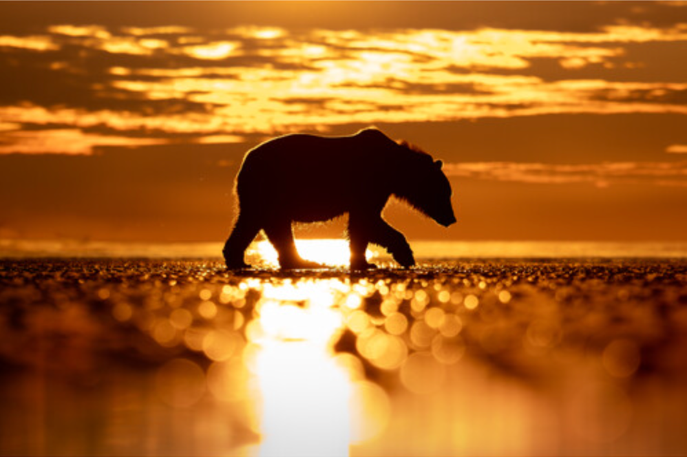 OM System M.Zuiko Digital ED 50-200mm F2.8 IS PRO Lens