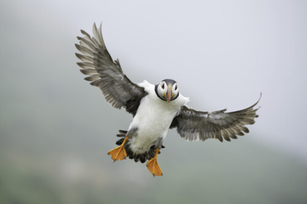 OM System M.Zuiko Digital ED 50-200mm F2.8 IS PRO Lens