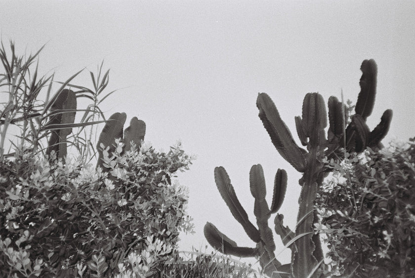 DUBBLEFILM DAILY B&W 36 exposure iso 400 35mm film