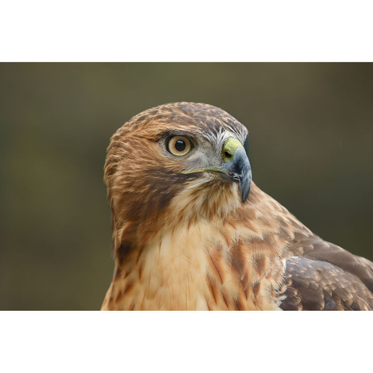 Canon R6 Mark III Mirrorless Camera