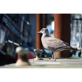 Sony a7 V Mirrorless Camera