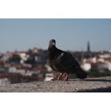 Sony a7 V Mirrorless Camera