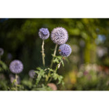 Leica Noctilux-M 35 f/1.2 ASPH.  (Black Anodized Finish)