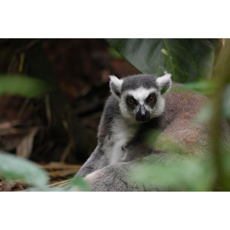 Sony a7R VI Mirrorless Camera