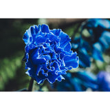 Tamron 17-70mm F/2.8 Di III-A RXD