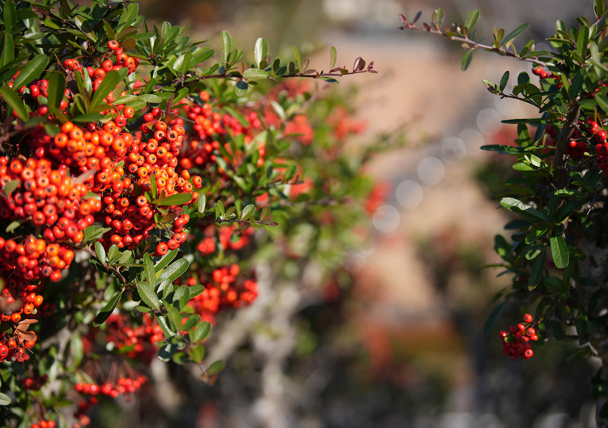 Nikon NIKKOR Z 70-200mm f/2.8 VR S II Lens (Nikon Z)