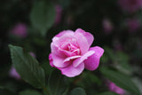 Sigma 20-60mm F2.8-4 DG | Contemporary Lens