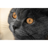 Leica APO-Macro-Elmarit-SL 100mm f/2.8 Lens (L-Mount)