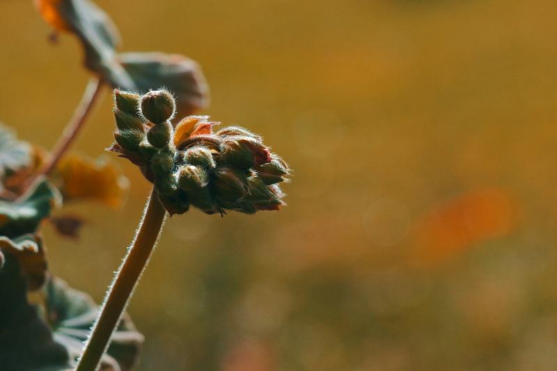 Panasonic Lumix S 50mm f/1.8 Lens
