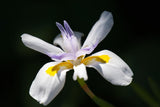 Panasonic Lumix S 70-300mm f/4.5-5.6 MACRO O.I.S. Lens