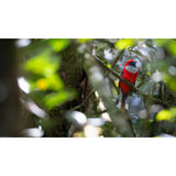 Fujifilm FUJINON XF400mmF4.5 R LM OIS WR Lens