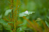 Sigma 85mm F1.2 DG | Art Lens