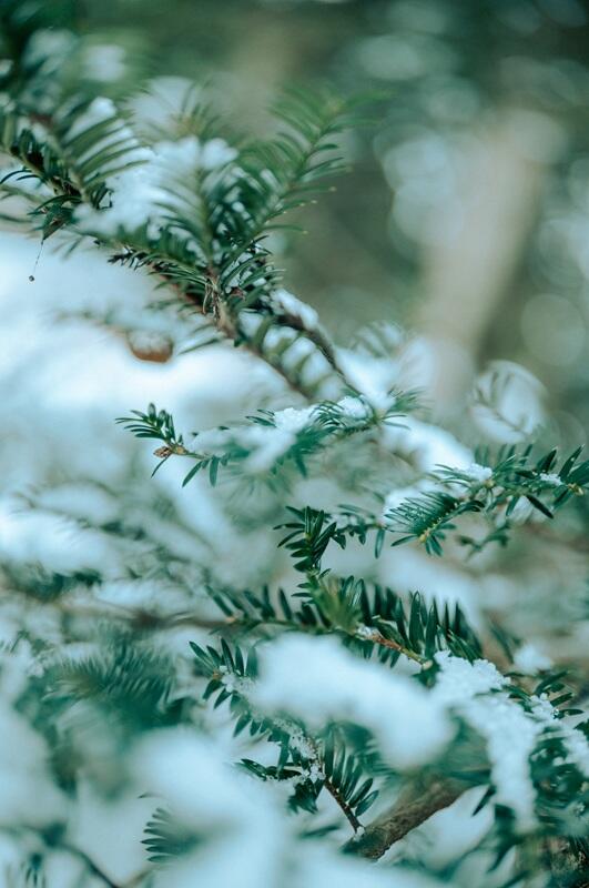 Sigma 35mm F1.2 DG II  Art for L Mount