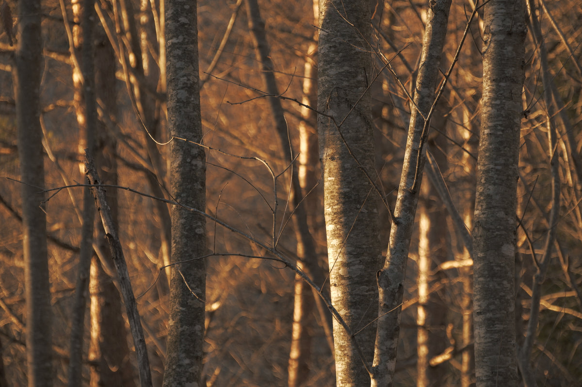 Sigma 16-300mm F3.5-6.7 DC OS Contemporary (Nikon Z)