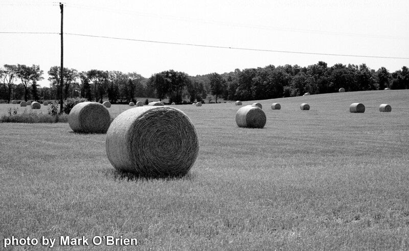 Film Photography Project 35mm BW Film - Jekyll/Hyde 100 (1 roll)