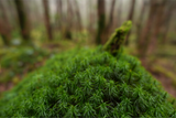 Sony FE 16mm f/1.8 G