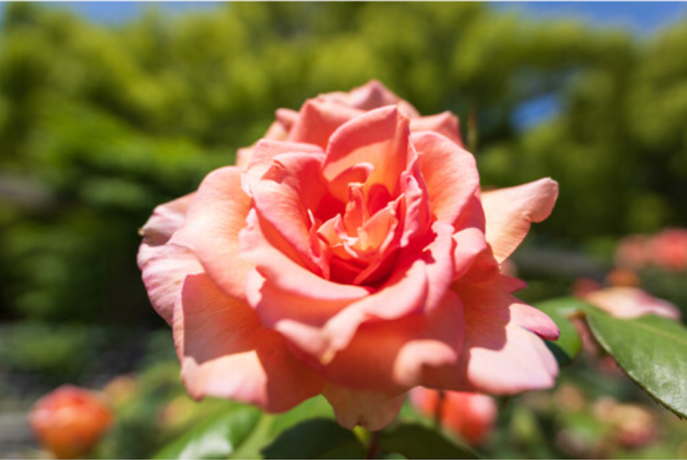 TAMRON 16-30mm F/2.8 Di III VXD G2  for SONY E