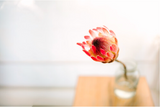 Sigma 35mm F1.2 DG II Art for Sony E Mount
