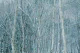 Sigma 16-300mm F3.5-6.7 DC OS Contemporary (Nikon Z)