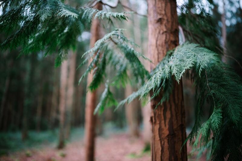 Sigma 35mm F1.2 DG II  Art for L Mount
