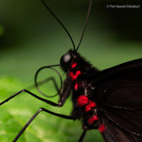 Panasonic Lumix S 100mm f/2.8 Macro Lens (Leica L)
