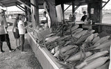Film Photography Project Svema Foto Black & White Film - ISO 400 (35mm) (24 Exposures) (1 Roll)