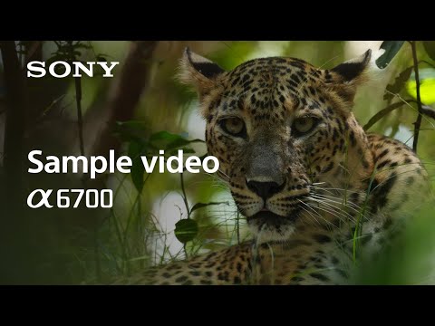 Sony a6700 Mirrorless Camera with 16-50mm Lens